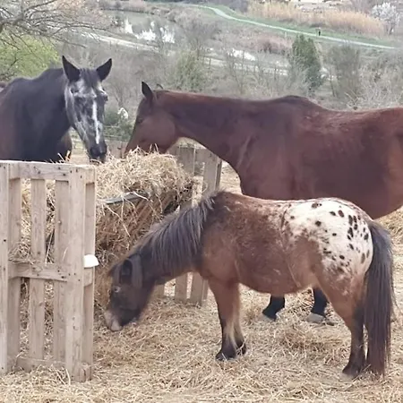 Insolite Au Sein D Un Ranch Chalet