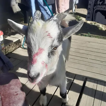 Insolite Au Sein D Un Ranch Poilhes