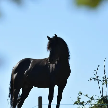 Insolite Au Sein D Un Ranch Chalet
