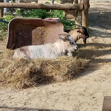シャレー Insolite Au Sein D Un Ranch Poilhès